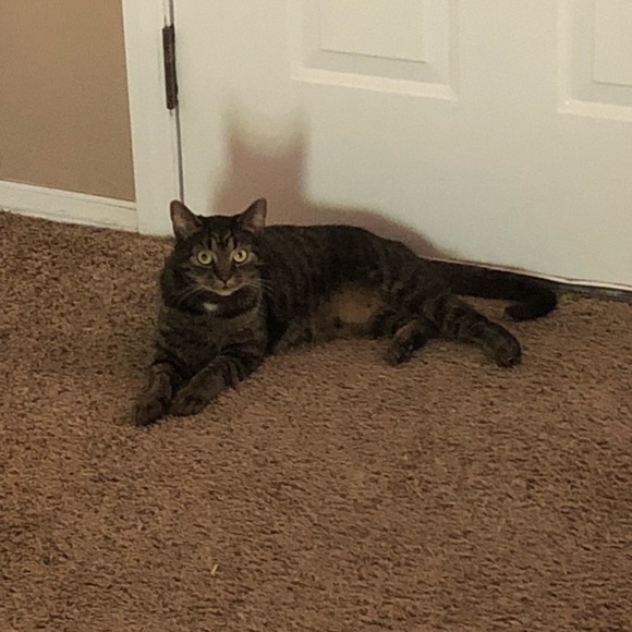 Meet your Posher, Corinne- Crazy Cat Mom - Picture 2 of 6